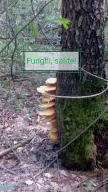 I funghi