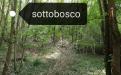 Il sottobosco